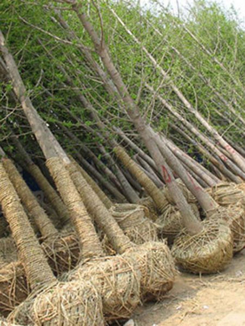 點擊查看詳細(xì)信息<br>標(biāo)題：銀杏 閱讀次數(shù)：3470